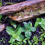 CANTON AQUATICS Staurogyne S Repens Plants - Long Lasting & Easy to Care - Promote High Water Quality and Fast - Growing Live Freshwater Carpet Plant for Aquascaping - 5X Clumps Plants