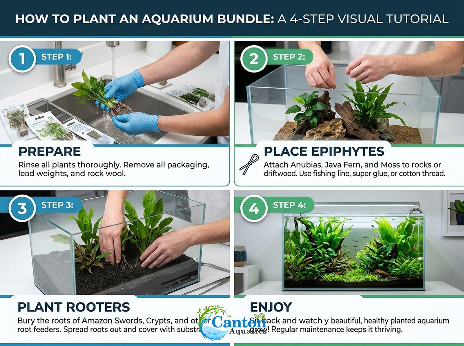 Live Aquarium Plants Essential Bundle