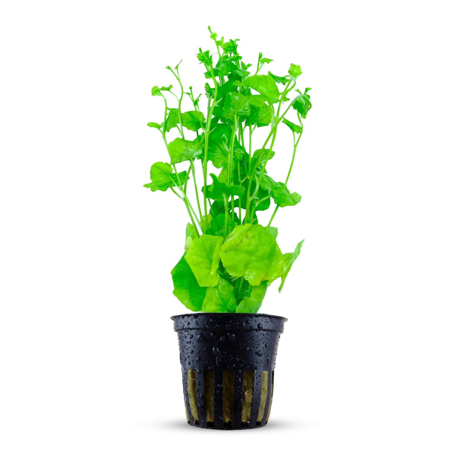 Cardamine Lyrata (Chinese Ivy) – Live Aquarium Plant