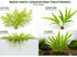 Canton Aquatics Live Aquarium Plants - Water Sprite Aquarium Plant, Ceratopteris Thalictroides - Perfect Live Aquatic Plants for Fish Tanks and Aquariums