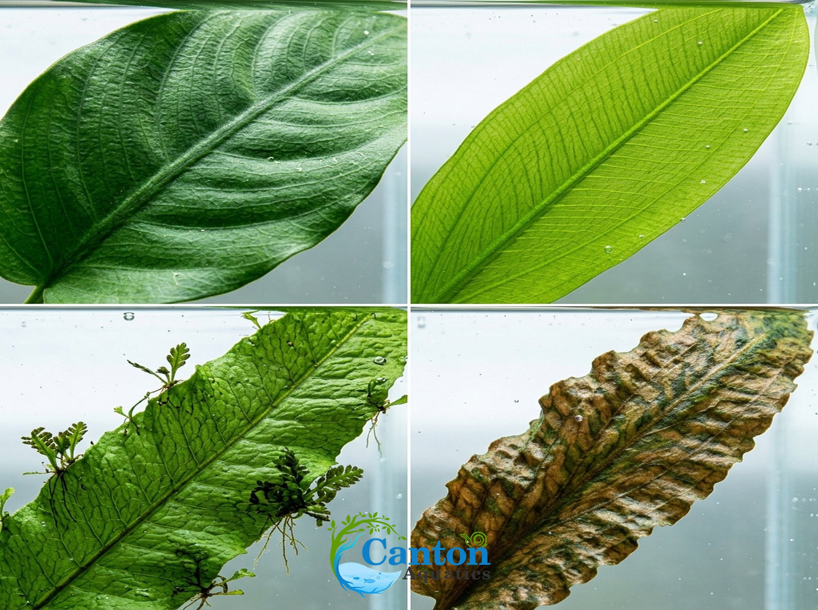 Live Aquarium Plants Essential Bundle