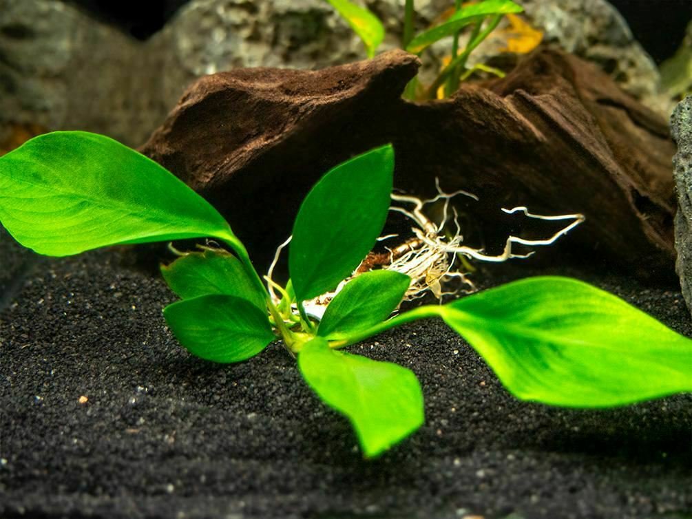 Anubias Nancon