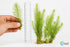 Limnophila Hippuridoides – Live Freshwater Aquarium Plant
