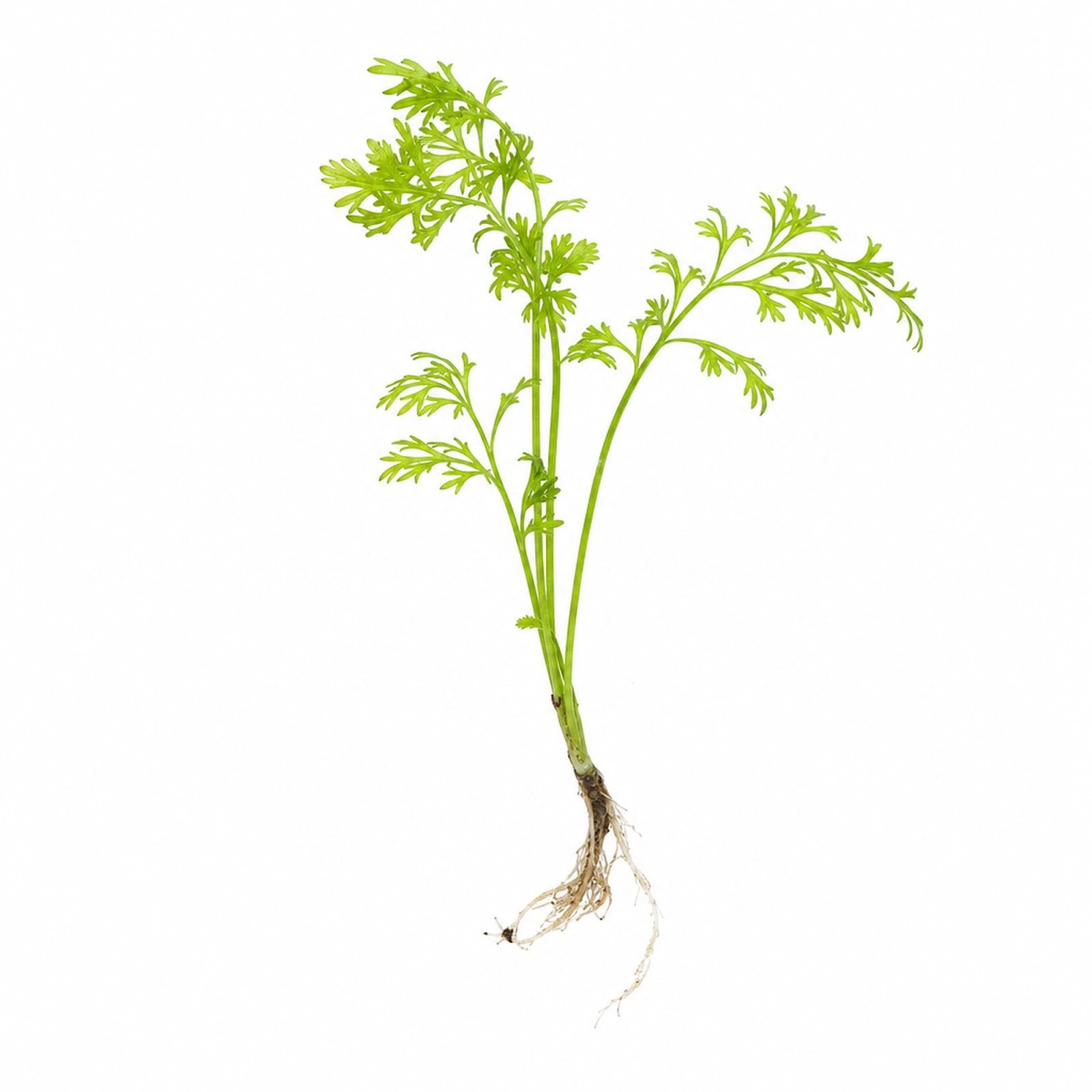 Canton Aquatics Live Aquarium Plants - Water Sprite Aquarium Plant, Ceratopteris Thalictroides - Perfect Live Aquatic Plants for Fish Tanks and Aquariums