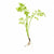 Canton Aquatics Live Aquarium Plants - Water Sprite Aquarium Plant, Ceratopteris Thalictroides - Perfect Live Aquatic Plants for Fish Tanks and Aquariums