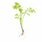 Canton Aquatics Live Aquarium Plants - Water Sprite Aquarium Plant, Ceratopteris Thalictroides - Perfect Live Aquatic Plants for Fish Tanks and Aquariums