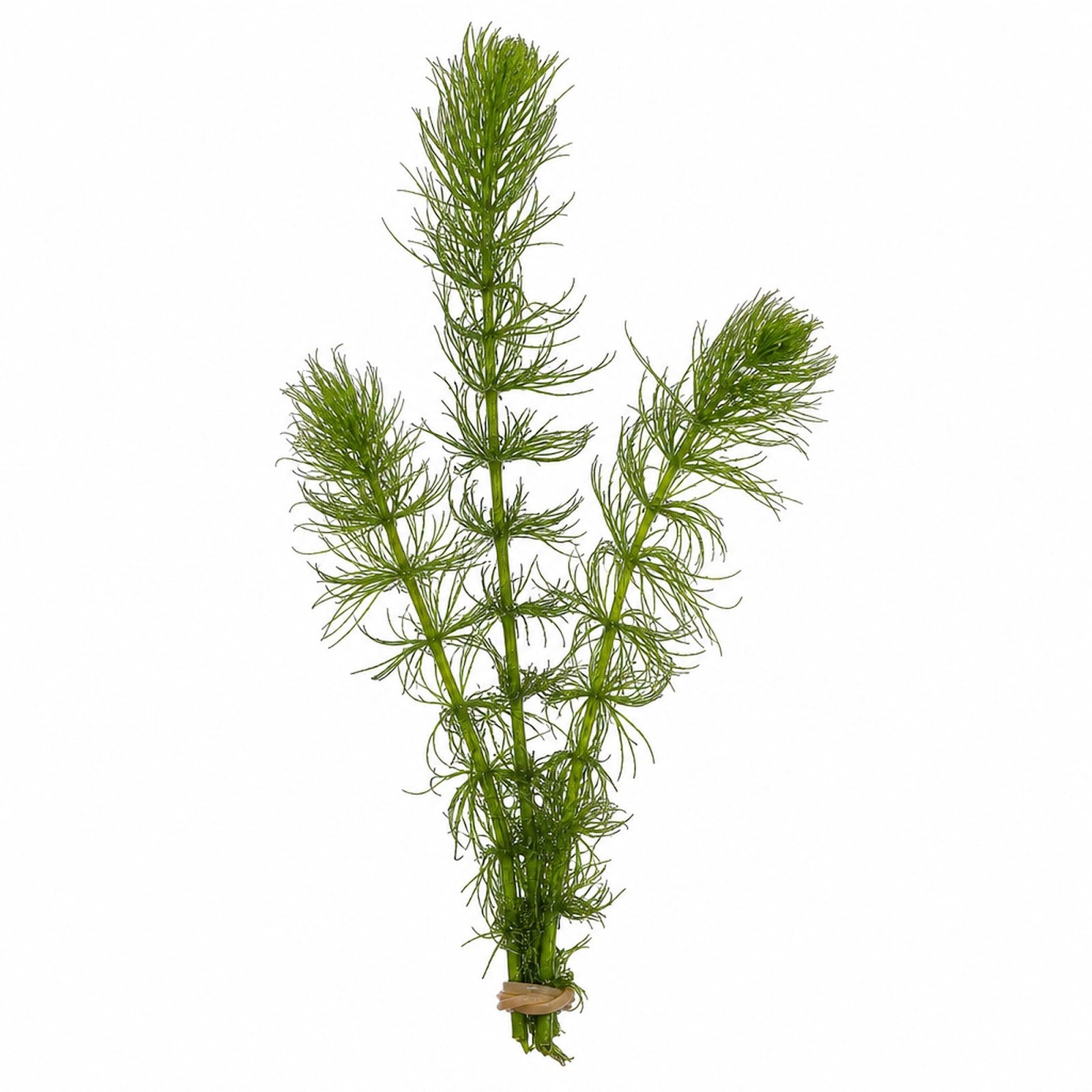 Hornwort Bunch
