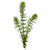 Hornwort Bunch