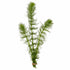 Hornwort Bunch