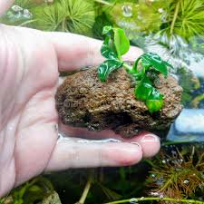 Anubias Nana Petite on Lava Rock – Live Aquarium Plant