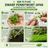 Dwarf PennyWort Japan (Hydrocotyle Tripartita)
