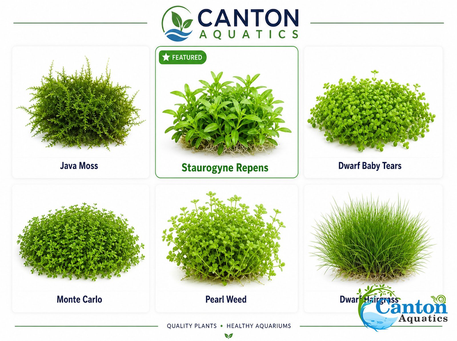 CANTON AQUATICS Staurogyne S Repens Plants - Long Lasting & Easy to Care - Promote High Water Quality and Fast - Growing Live Freshwater Carpet Plant for Aquascaping - 5X Clumps Plants