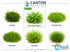 CANTON AQUATICS Staurogyne S Repens Plants - Long Lasting & Easy to Care - Promote High Water Quality and Fast - Growing Live Freshwater Carpet Plant for Aquascaping - 5X Clumps Plants