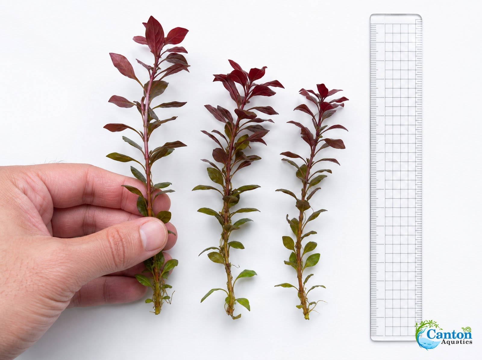 Ludwigia Repens (Dark Red)