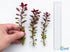 Ludwigia Repens (Dark Red)