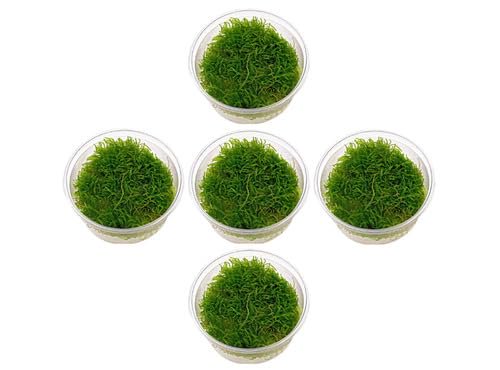 5 Java Moss Portions Taxiphyllum Barbieri - Live Aquarium Plant