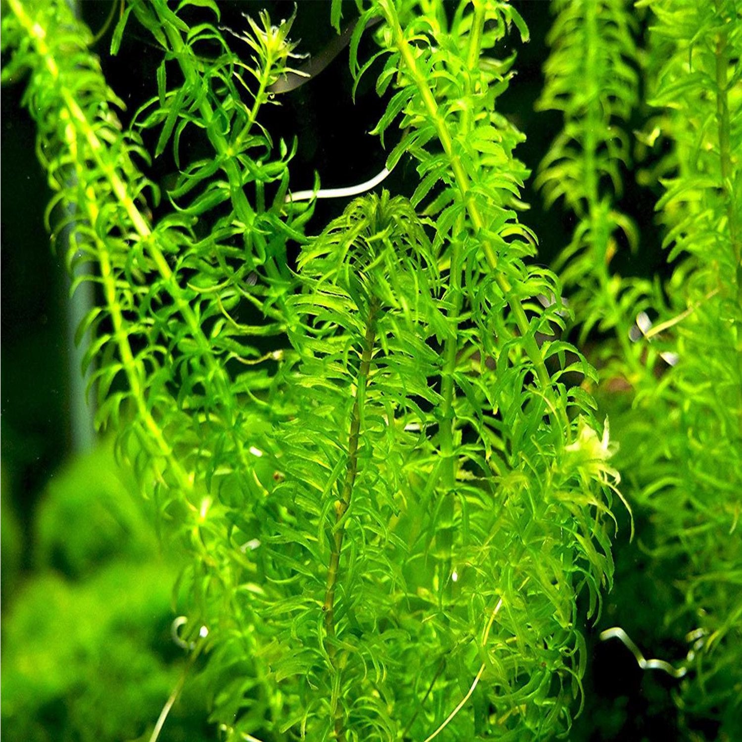 Anacharis Egeria Densa Bunch Live Aquarium Plants - Image 22 of 27
