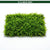Canton Aquatics Java Moss Taxiphyllum Barbieri Live Freshwater Aquarium Moss - Low Light
