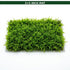 Canton Aquatics Java Moss Taxiphyllum Barbieri Live Freshwater Aquarium Moss - Low Light