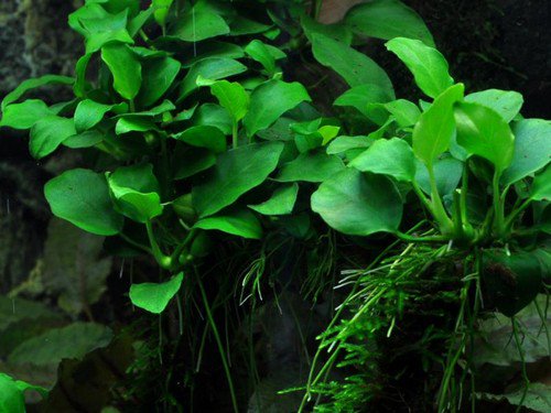 Anubias Nana Petite – Live Aquarium Plant (Potted, Buy 2 Get 1 Free) - Image 5 of 5