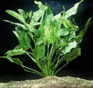 Marble Queen Sword (Echinodorus cordifolius) – Live Aquarium Plant
