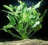 Marble Queen Sword (Echinodorus cordifolius) – Live Aquarium Plant