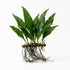 Java Fern (Microsorum pteropus) – Easy Live Freshwater Aquarium Plant