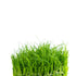 Eleocharis acicularis 'Mini' Dwarf Hair Grass Tissue Culture