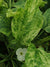 Marble Queen Sword (Echinodorus cordifolius) – Live Aquarium Plant