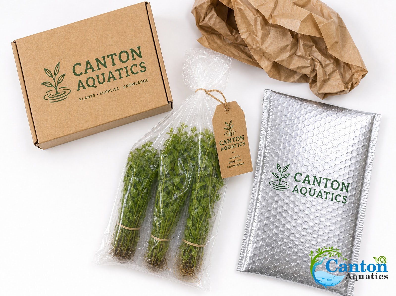CANTON AQUATICS Staurogyne S Repens Plants - Long Lasting & Easy to Care - Promote High Water Quality and Fast - Growing Live Freshwater Carpet Plant for Aquascaping - 5X Clumps Plants