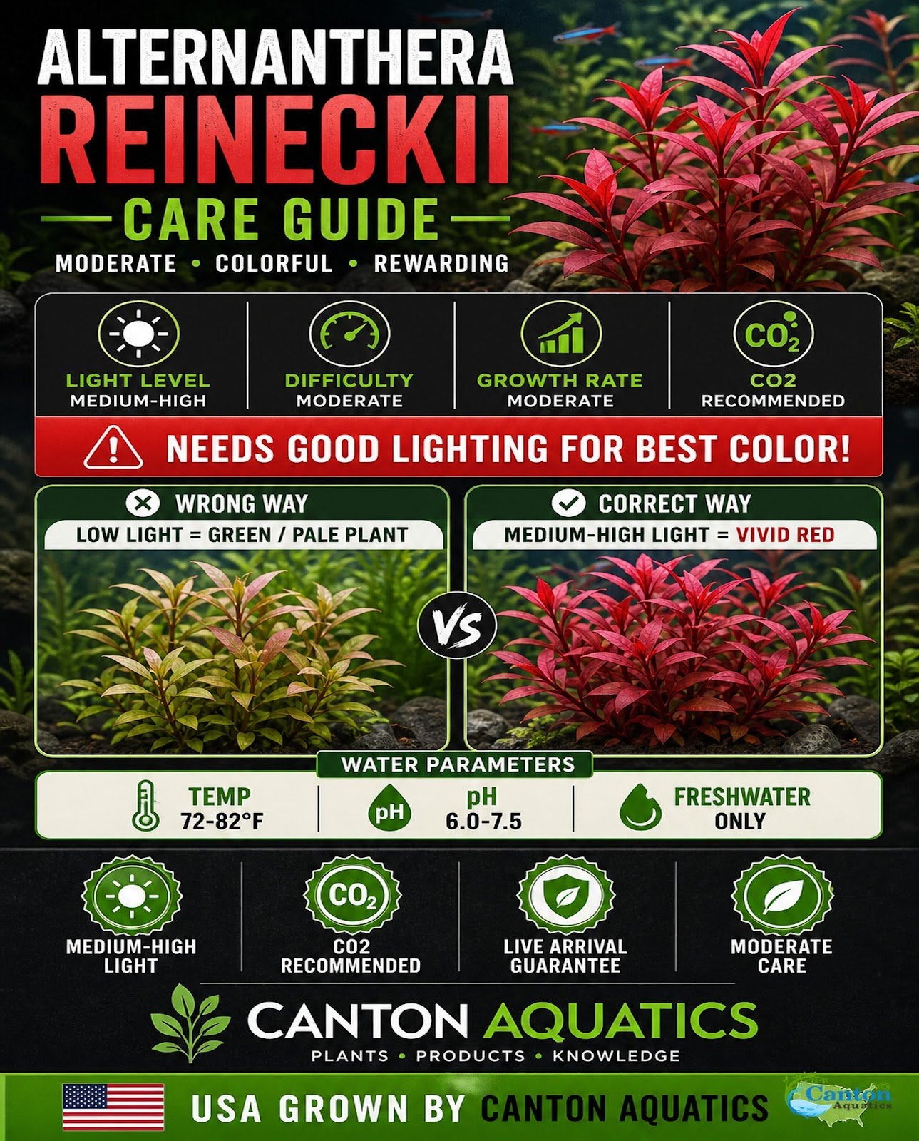 Alternanthera reineckii ‘Mini’ – Tissue Culture Aquarium Plant