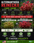Alternanthera reineckii ‘Mini’ – Tissue Culture Aquarium Plant