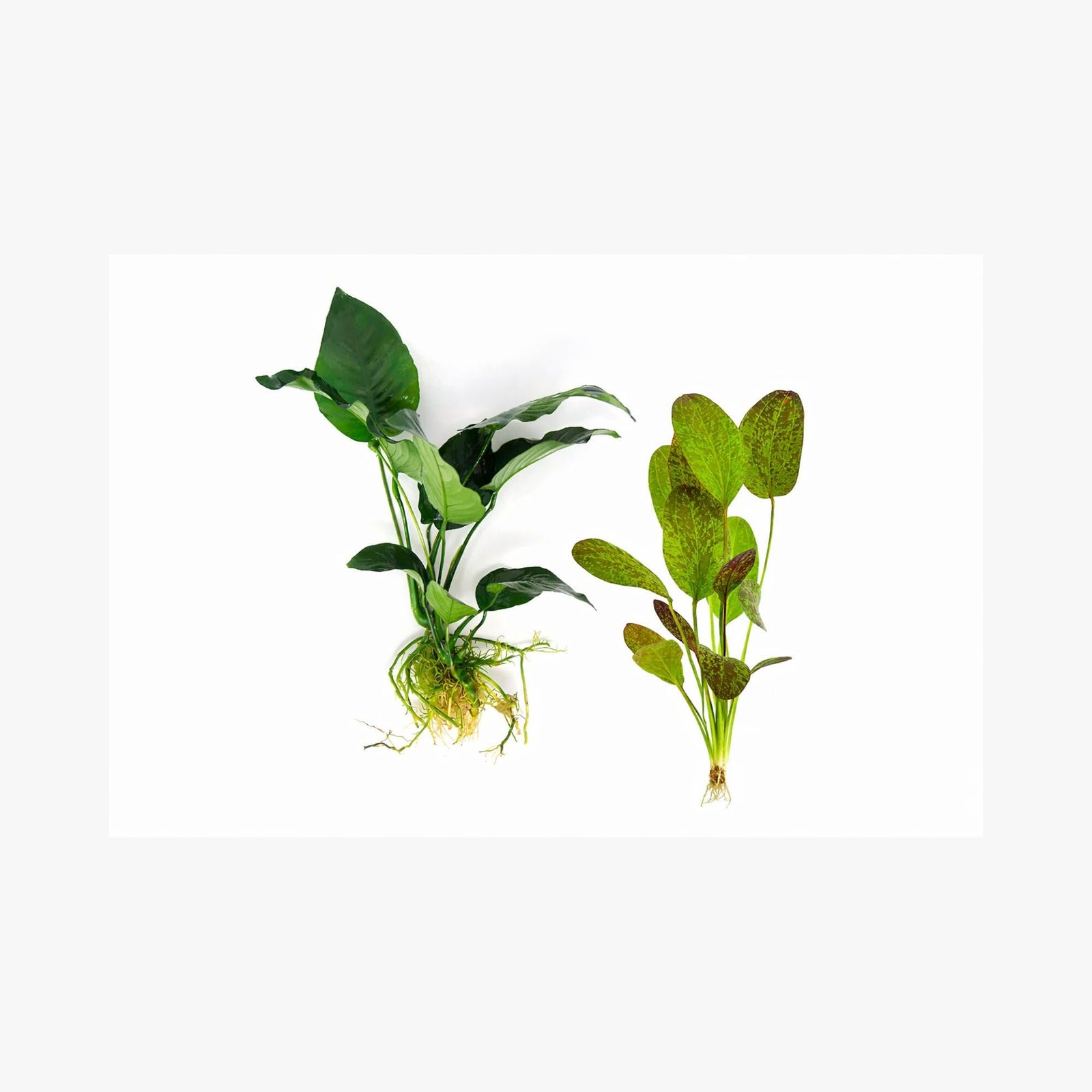 Showpiece Plant Duo – Large Amazon Sword & Anubias | Live Aquarium Plants, Easy, Lush, Freshwater