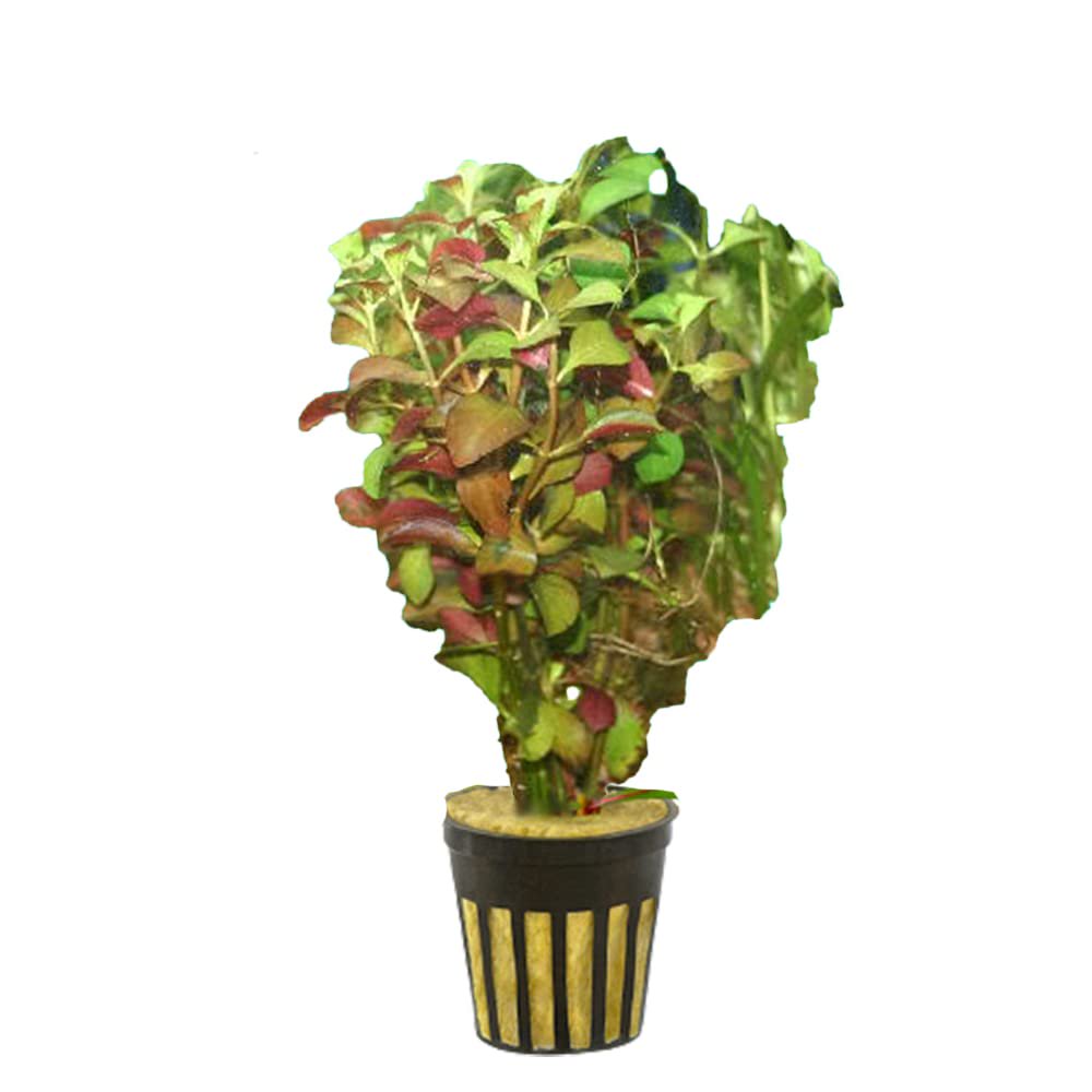 Ludwigia Repens (Dark Red)