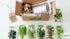 Aquarium Plant Bundle: 1 Anubias, 2 Amazon & 3 Dwarf Sag