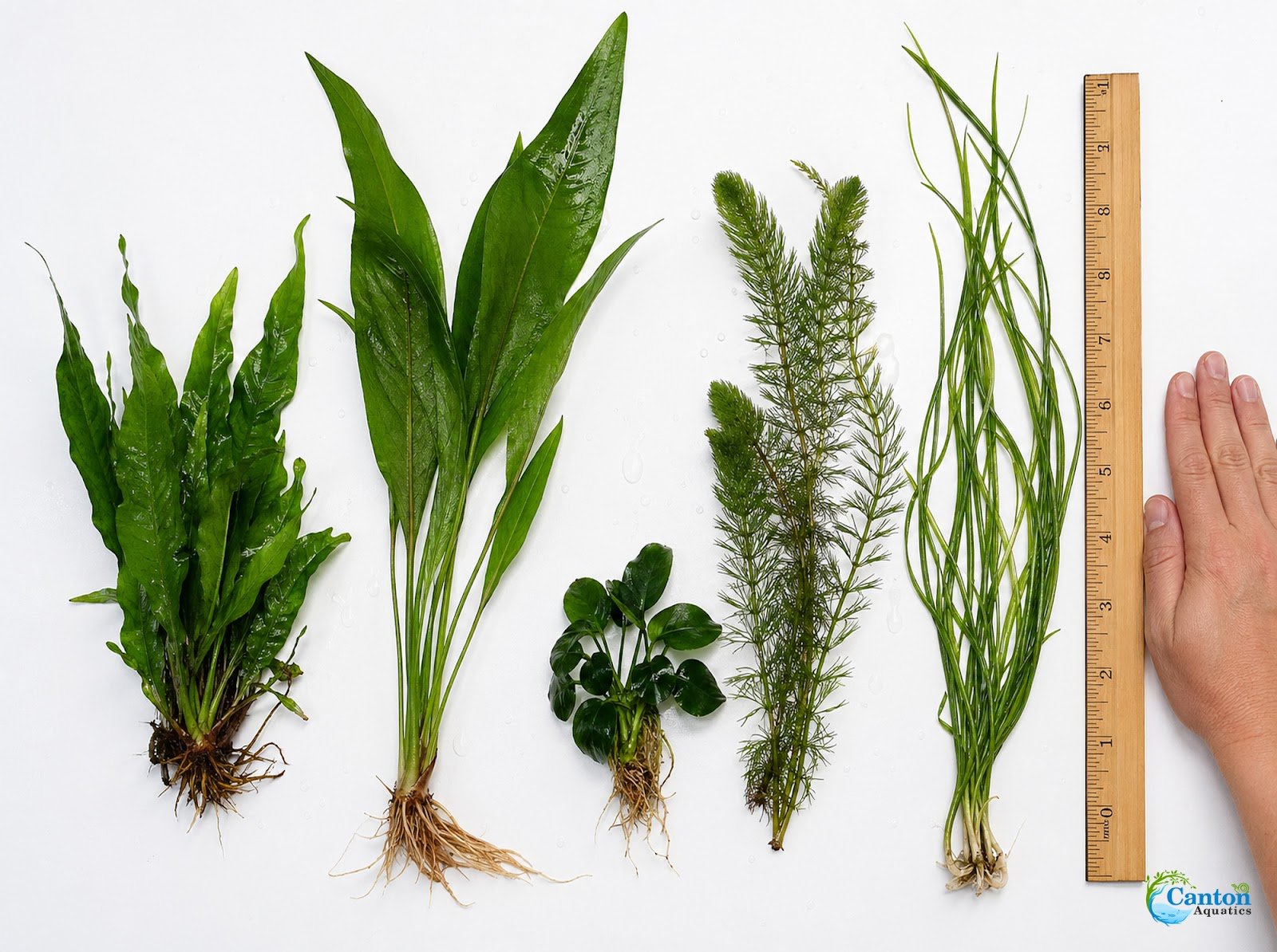 Beginner Live Aquarium Plants Bundle 3 to 75 Assorted Easy Plants for Fish Tanks