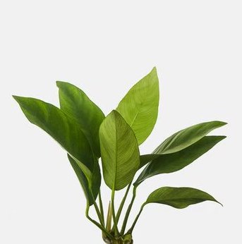 Anubias Nancon