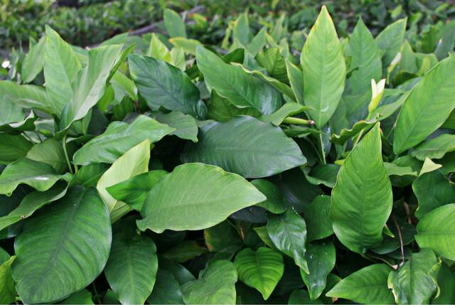Anubias Nancon