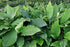Anubias Nancon