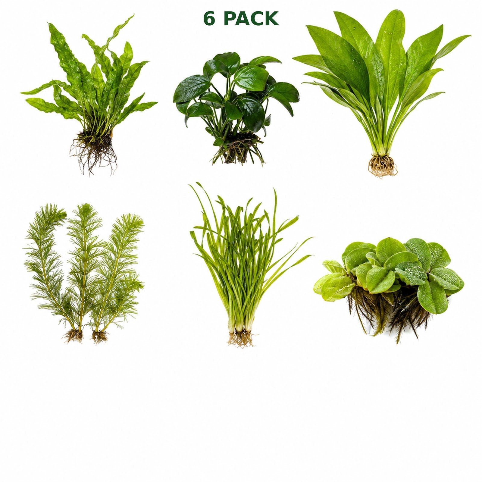 Beginner Live Aquarium Plants Bundle 3 to 75 Assorted Easy Plants for Fish Tanks