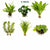 Beginner Live Aquarium Plants Bundle 3 to 75 Assorted Easy Plants for Fish Tanks