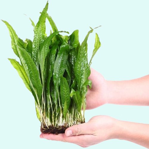 Java Fern (Microsorum Pteropus) on Mat