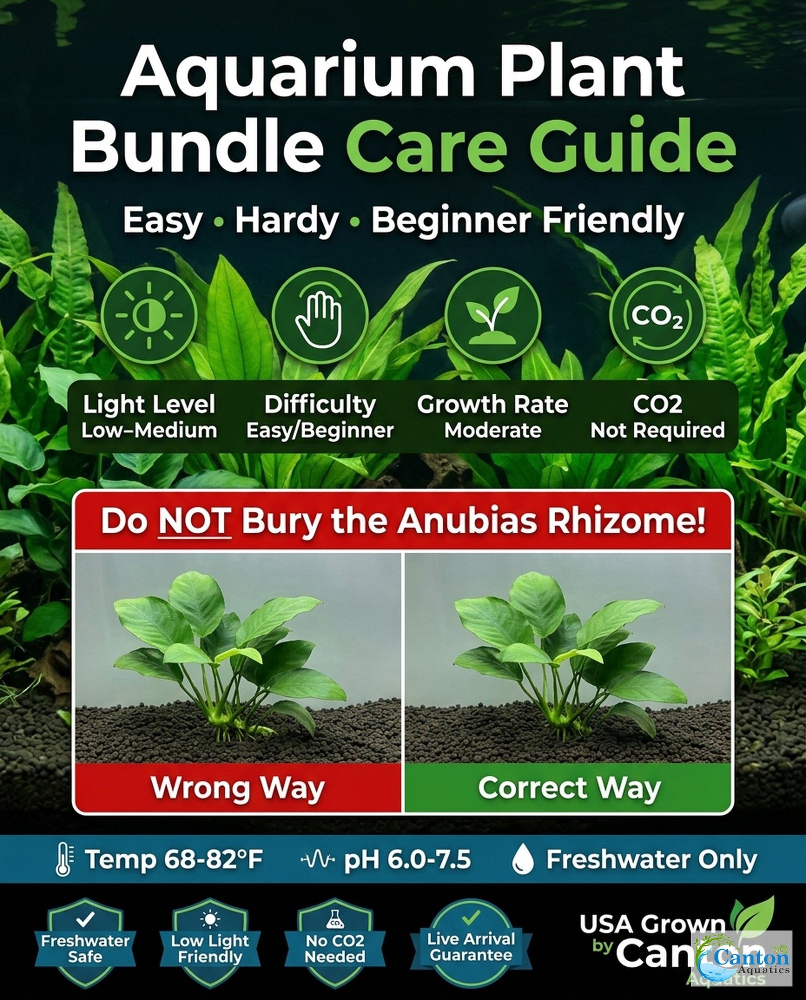 Aquarium Plant Bundle: 1 Anubias, 2 Amazon & 3 Dwarf Sag