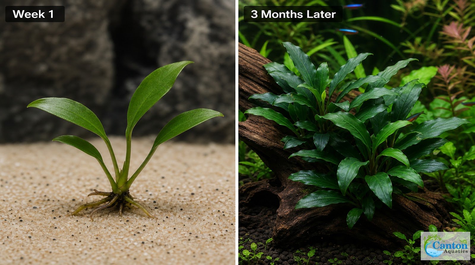 Anubias Frazeri - Image 18 of 30