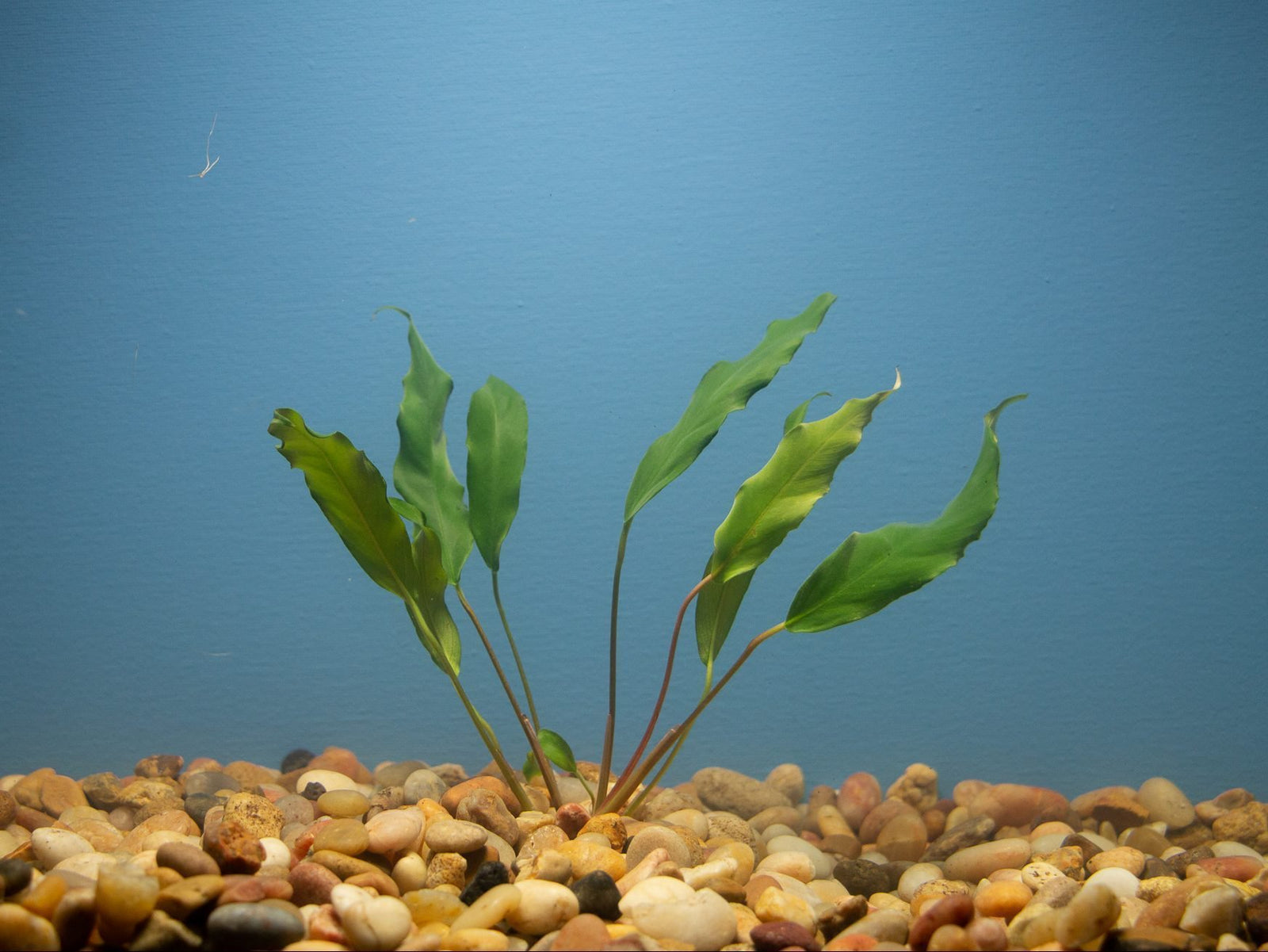 Anubias Minima Bare Root - Image 38 of 40