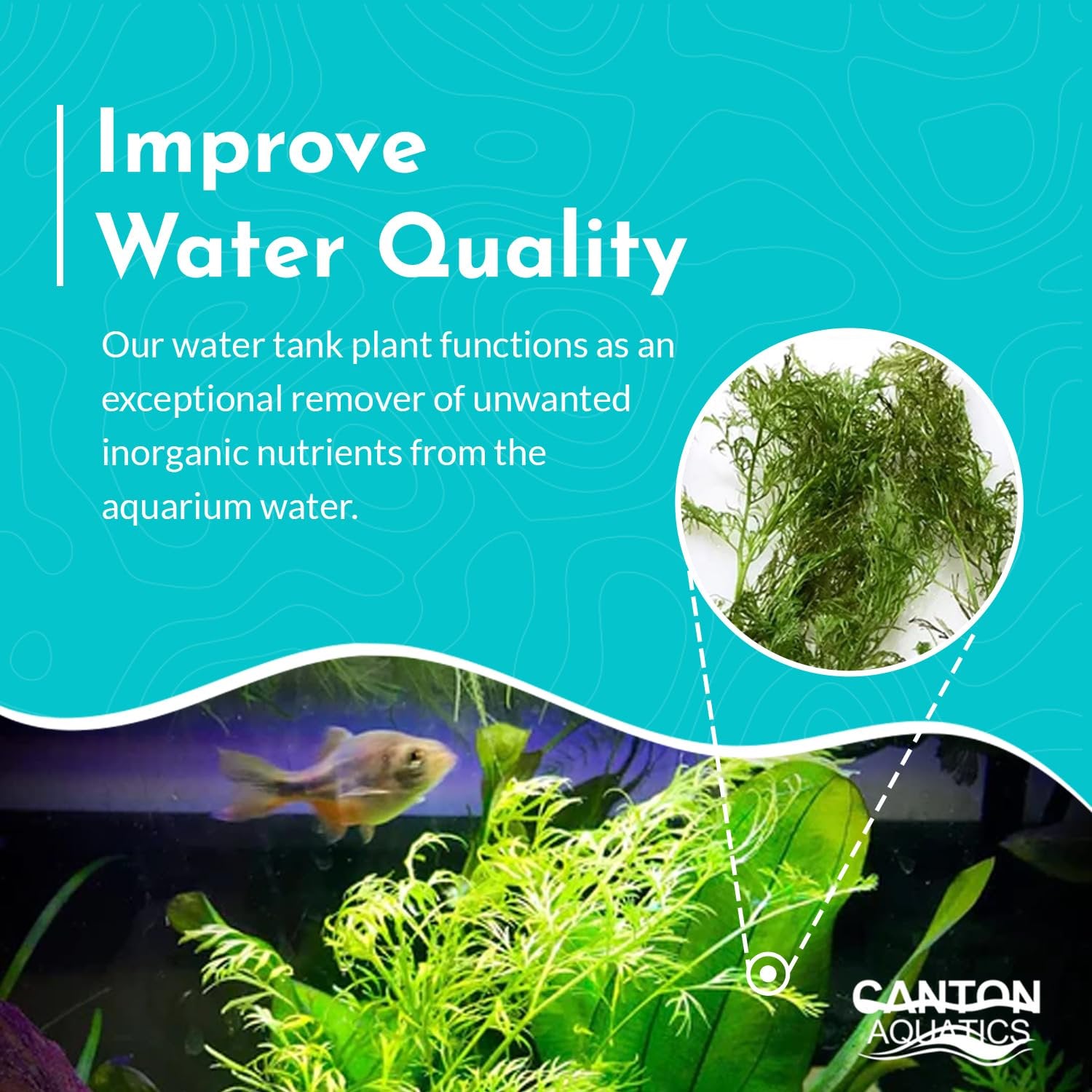 Canton Aquatics Live Aquarium Plants - Water Sprite Aquarium Plant, Ceratopteris Thalictroides - Perfect Live Aquatic Plants for Fish Tanks and Aquariums