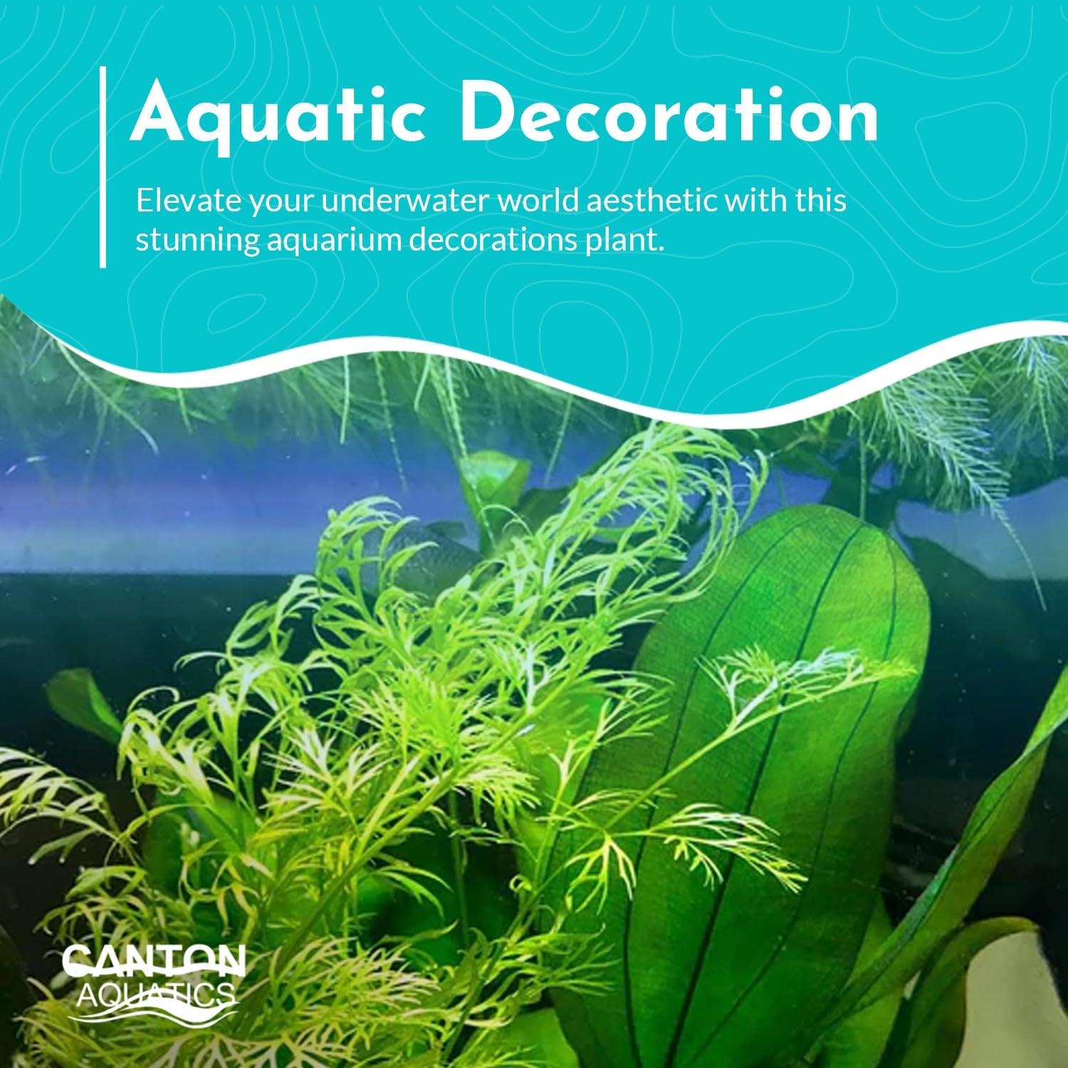 Canton Aquatics Live Aquarium Plants - Water Sprite Aquarium Plant, Ceratopteris Thalictroides - Perfect Live Aquatic Plants for Fish Tanks and Aquariums