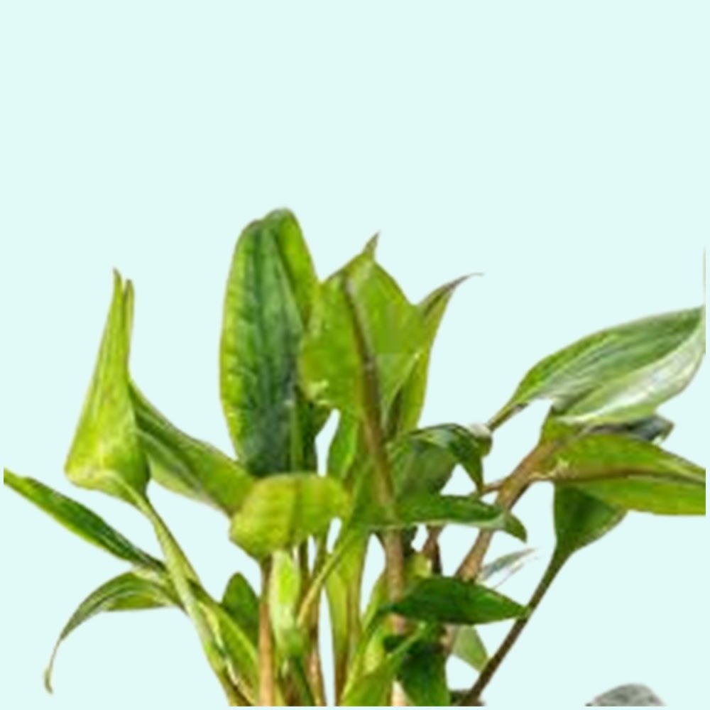 Cryptocoryne Lutea