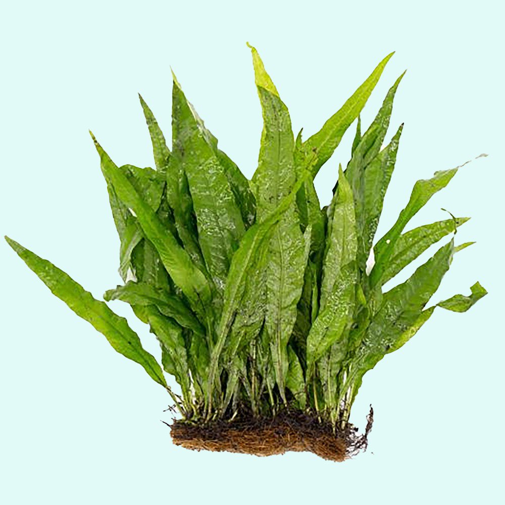 Java Fern (Microsorum pteropus) – Easy Live Freshwater Aquarium Plant