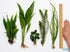 Beginner Live Aquarium Plants Bundle 3 to 75 Assorted Easy Plants for Fish Tanks